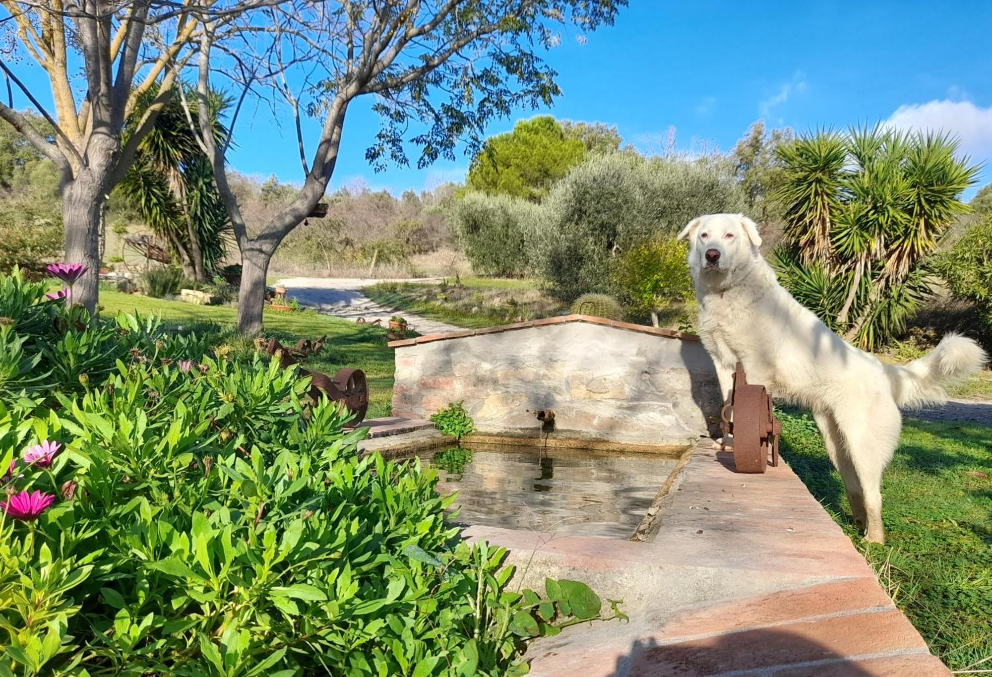 Agriturismo La Sorgente ฟอนเตบลันดา ภายนอก รูปภาพ