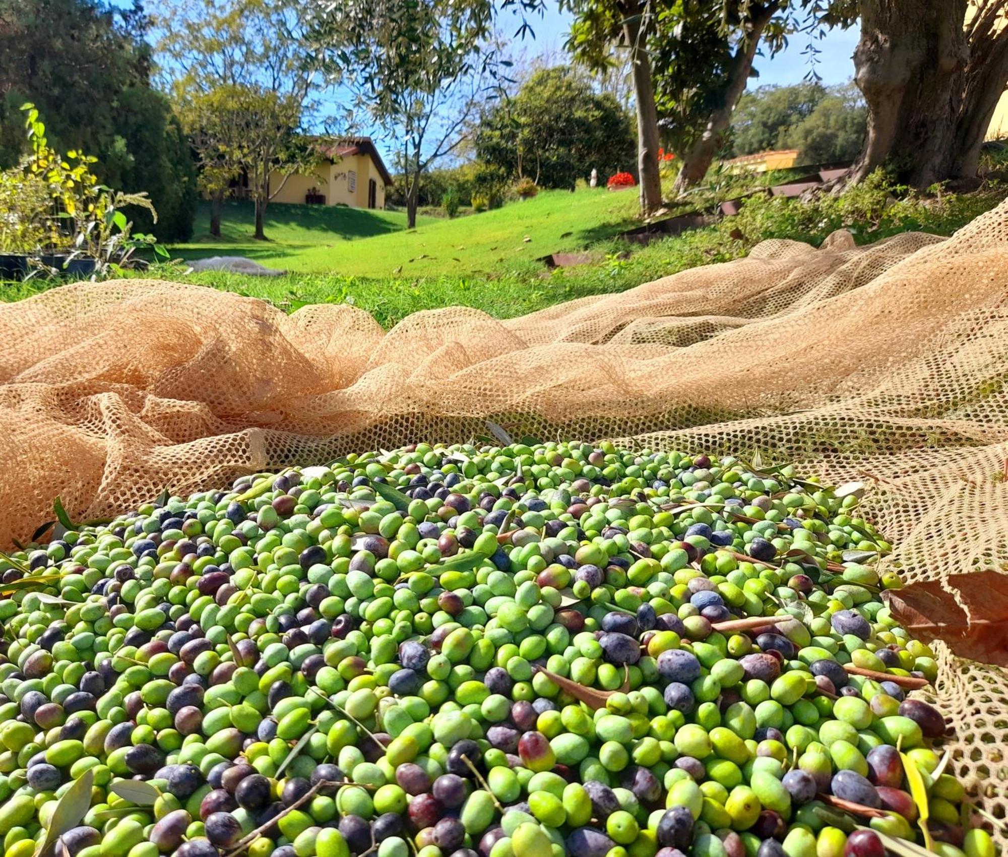 Agriturismo La Sorgente ฟอนเตบลันดา ภายนอก รูปภาพ